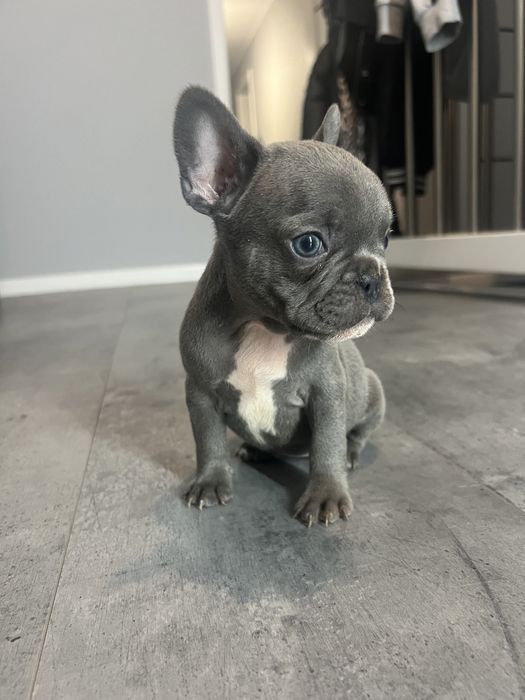 Buldog Francuski - piesek