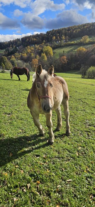 Ogierek Zimnokrwisty