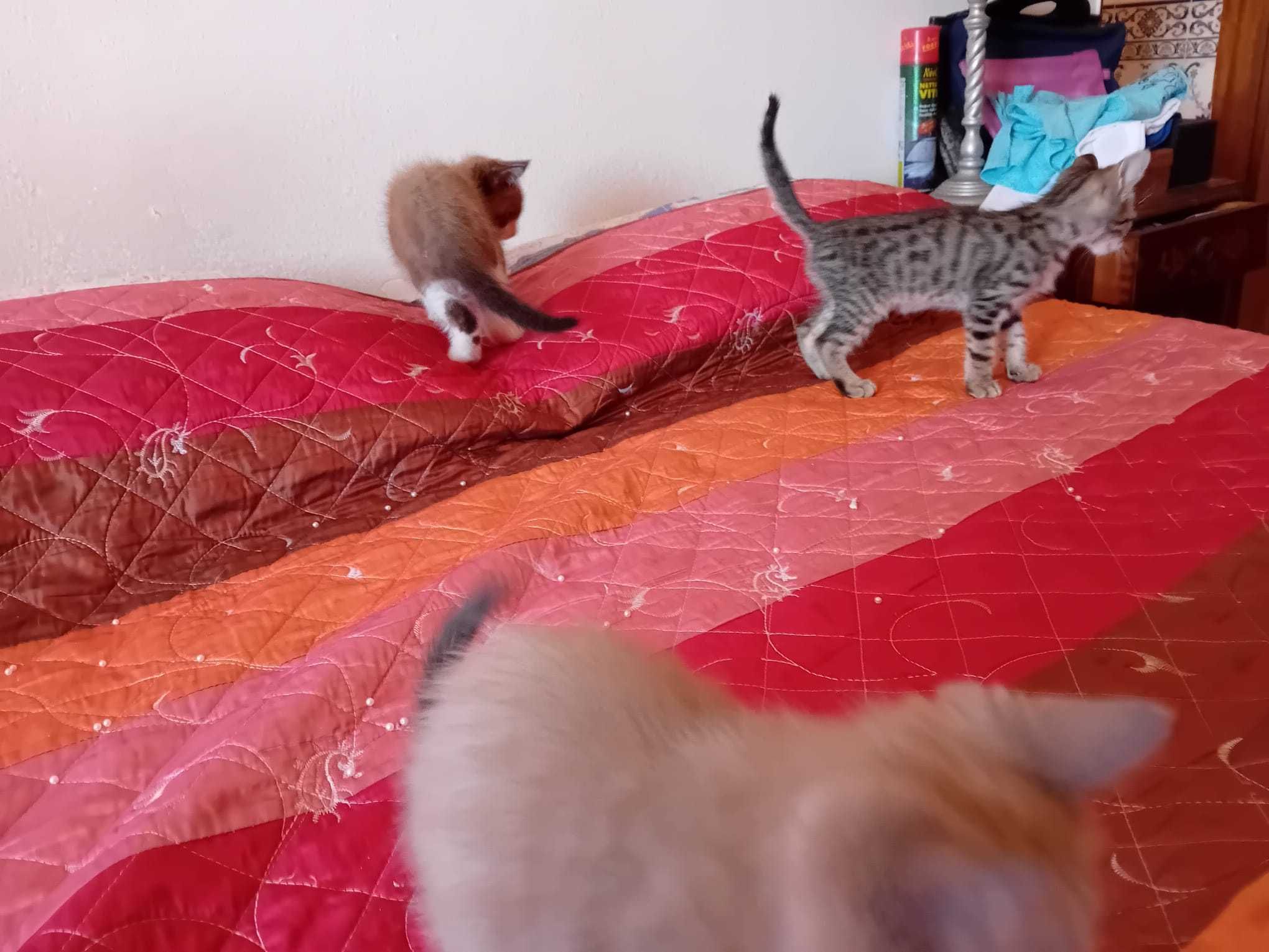 Gatinhos para dar
