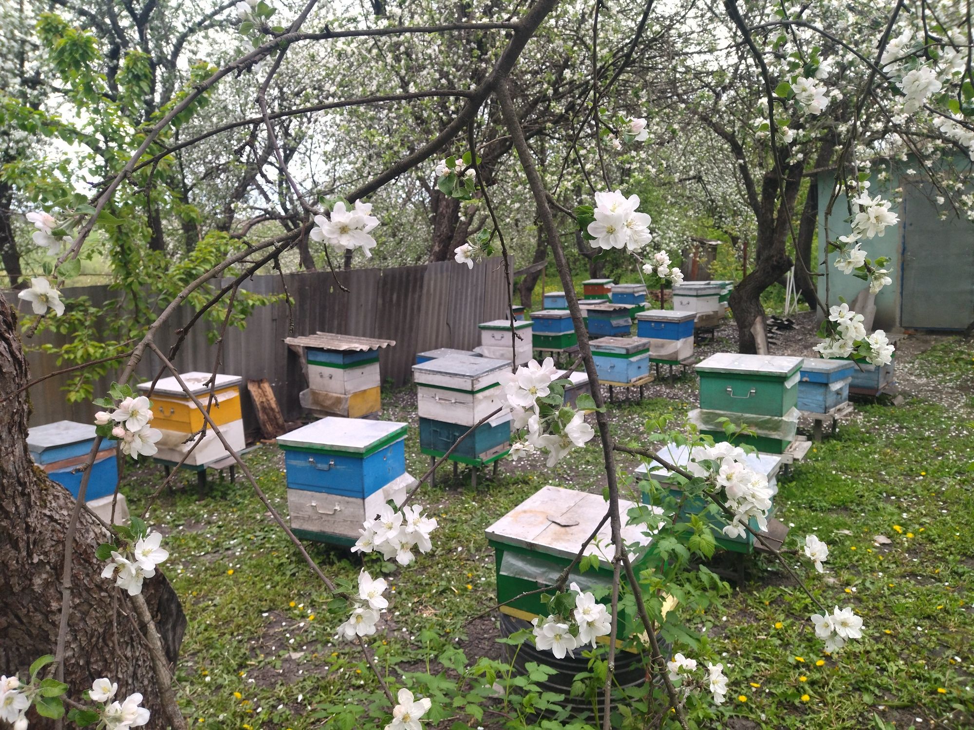 Пчелопакеты, пчелинные семьи