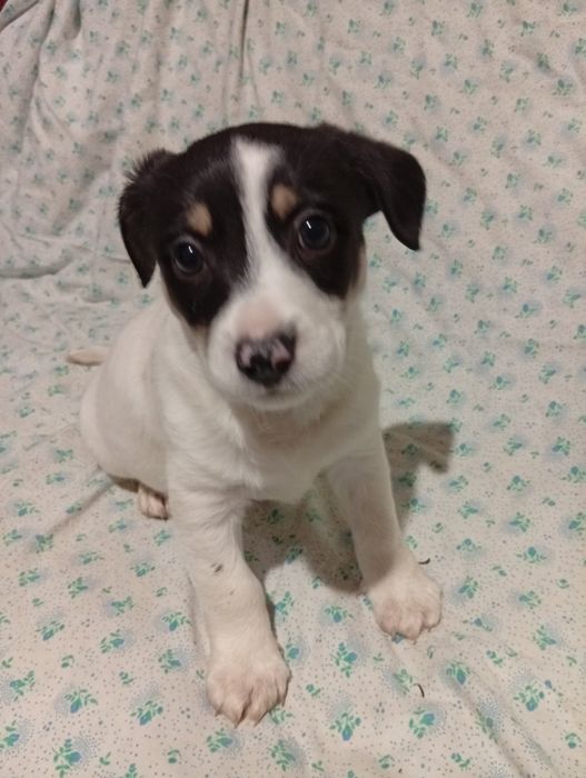 Цуцики Джек Рассел Тер'єр