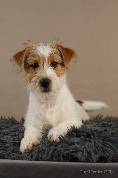 suczka Jack Russell terrier ZKWP/FCI szorstkowłosa