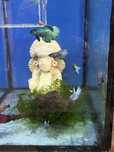 Bettas koi e azuis