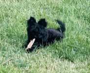 York czarny do kochania - Black Yorkshire Terrier.