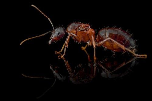 Mrówki Camponotus sylvaticus, egzotyczne, dla początkujących