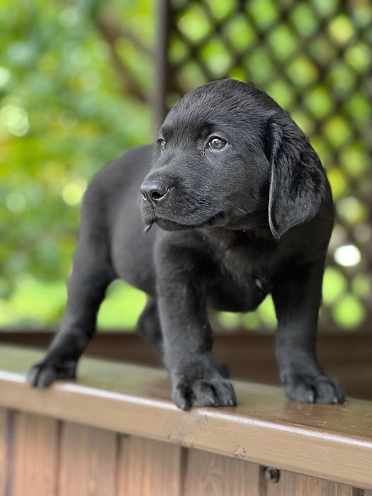 Продам лабрадорів