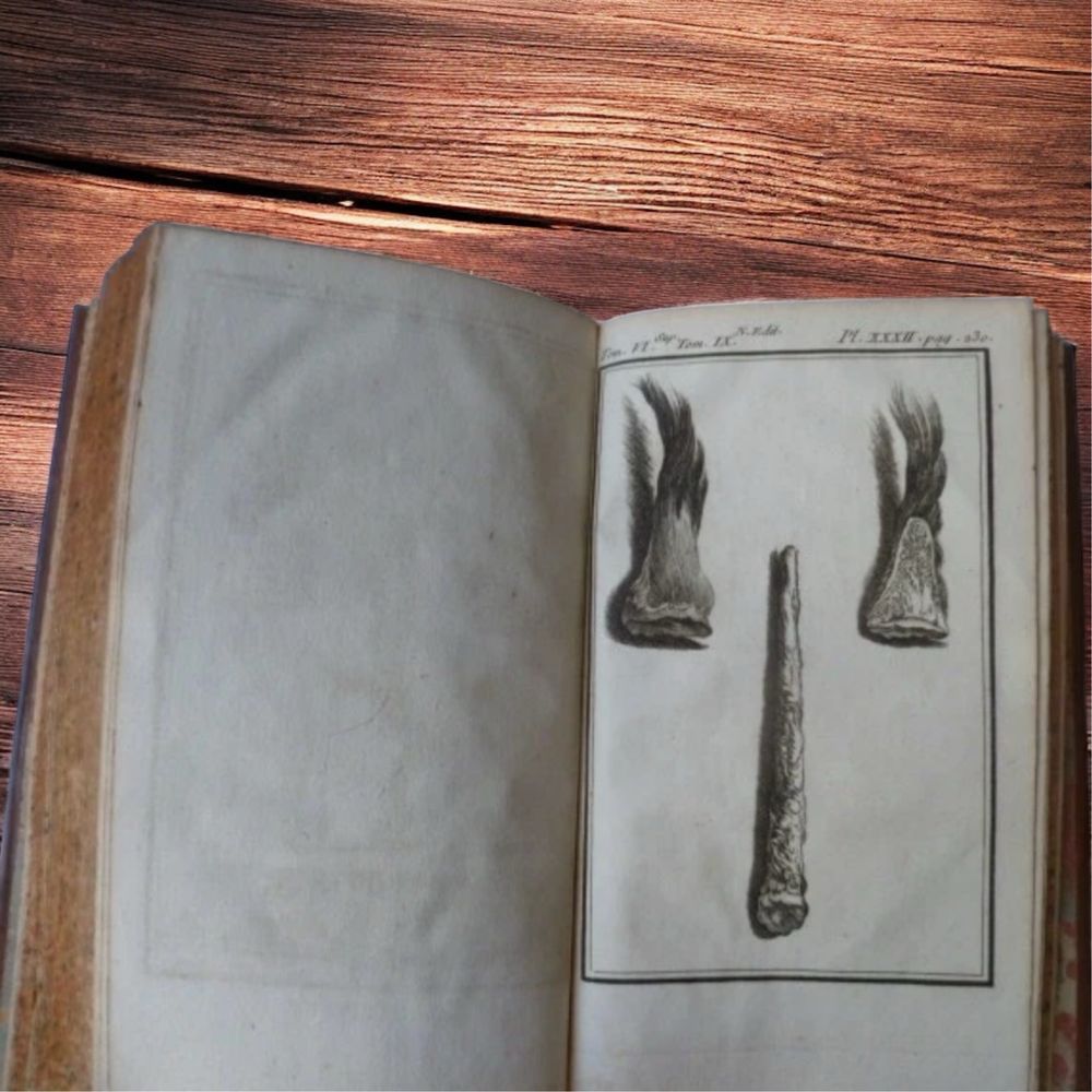 Zwierzeta Buffon 1777 miedzioryty