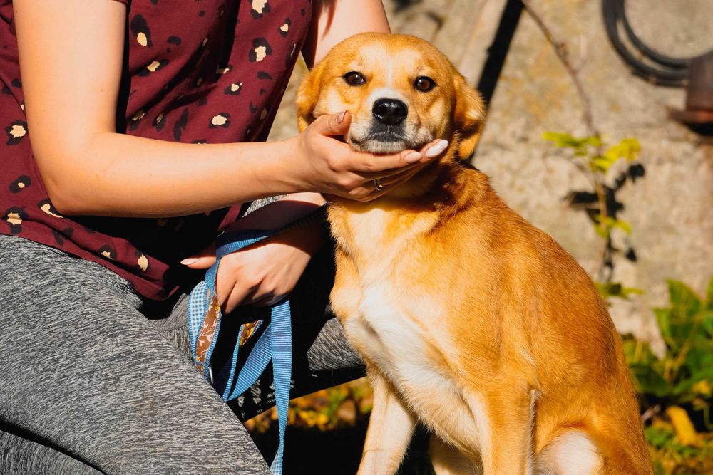 Medo - fajny psiak szuka domu