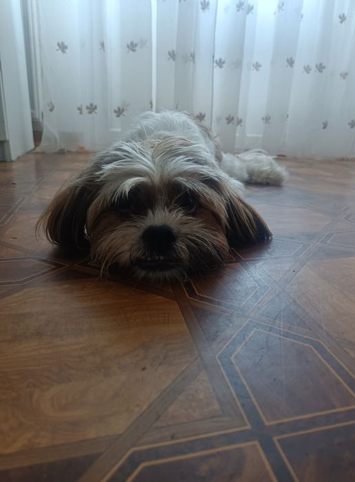 Oddam pieska w dobre rączki