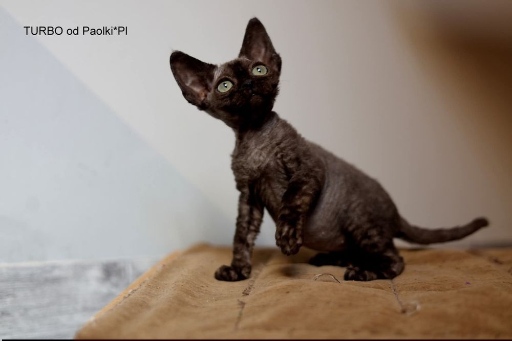kocurek Devon Rex TURBO od Paolki*Pl