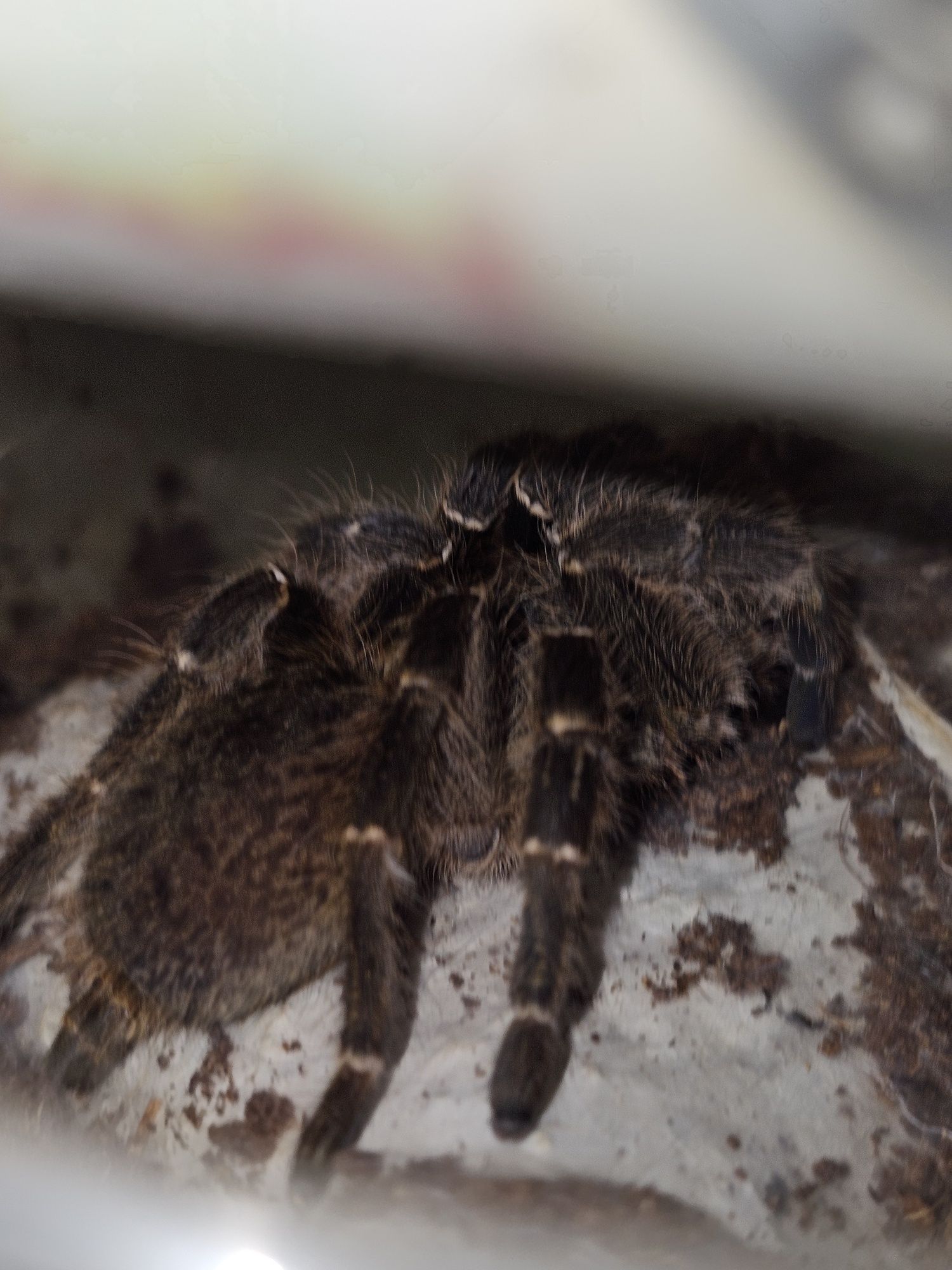 Ceratogyrus darlingi, Młoda samica ok 3DC