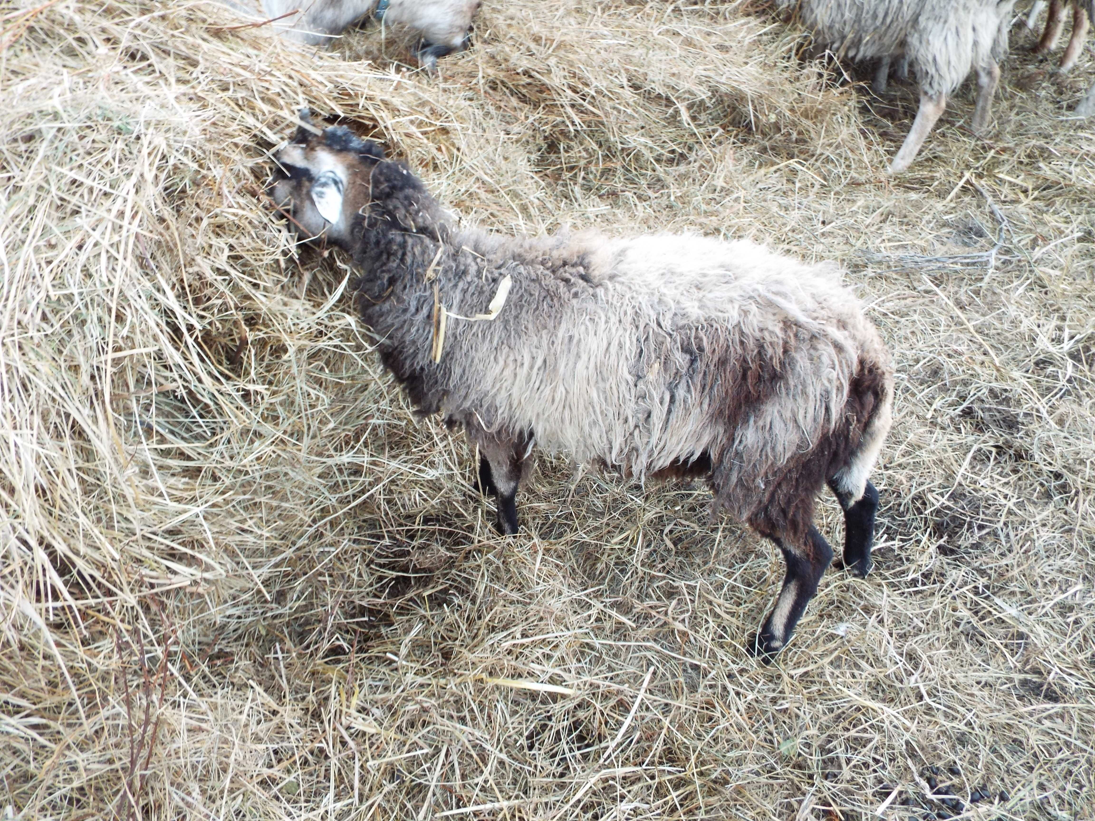 owca mleczna fryzyjska