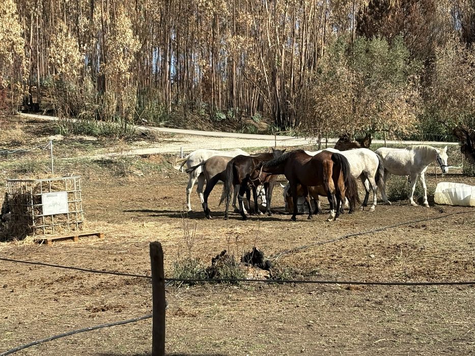 Éguas lote de 7 cruzadas