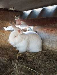 Продам породистых кроликов