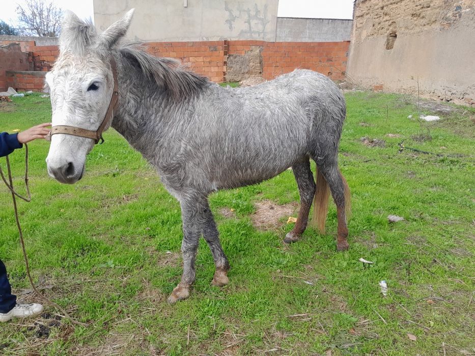 Vendo  ou troco mula