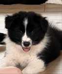 Piesek Border Collie ZKwP/FCI gotowy do zmiany domu