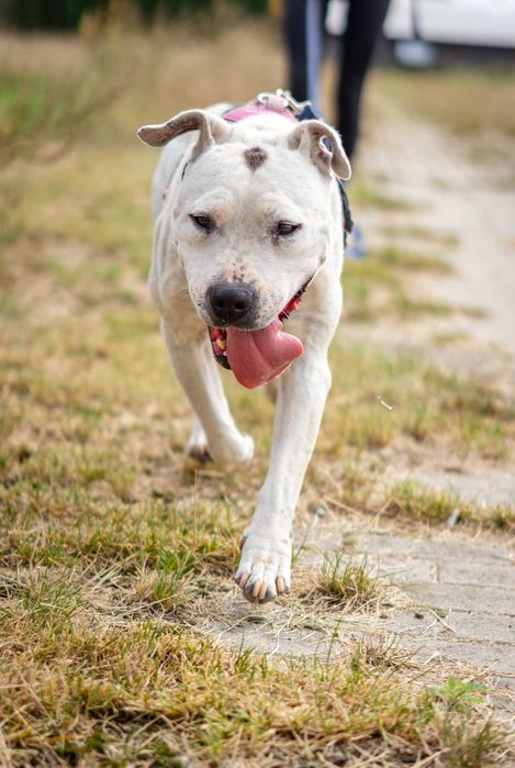 Porzucona i zaniedbana Lady szuka domku