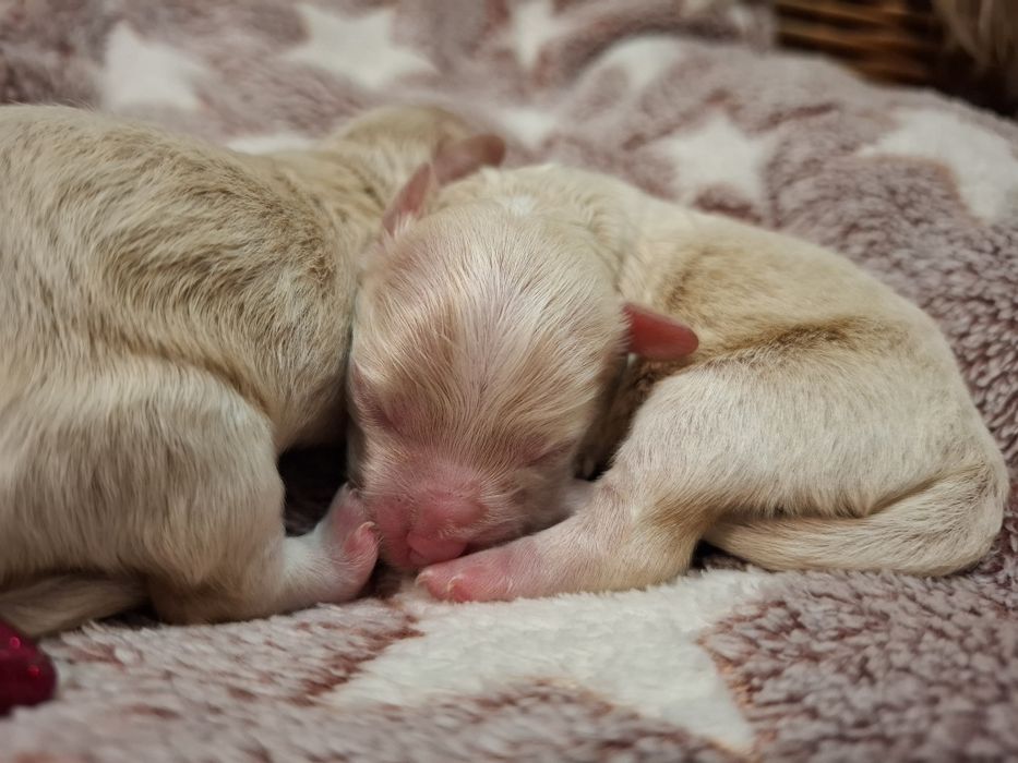 Maltipoo suczka pudel miniaturowy/maltańczyk