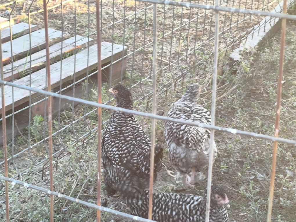 Frangos malines e pintos