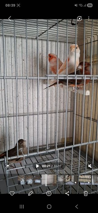 Canários Arlequim Português