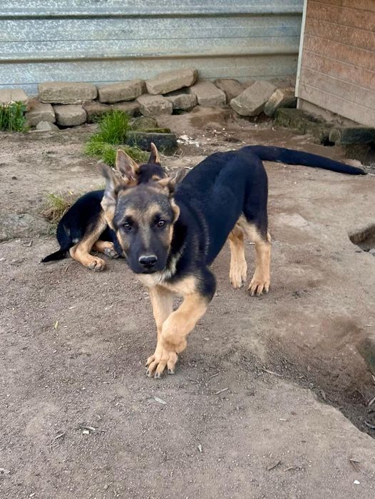 Cachorro de pastor alemão com LOP