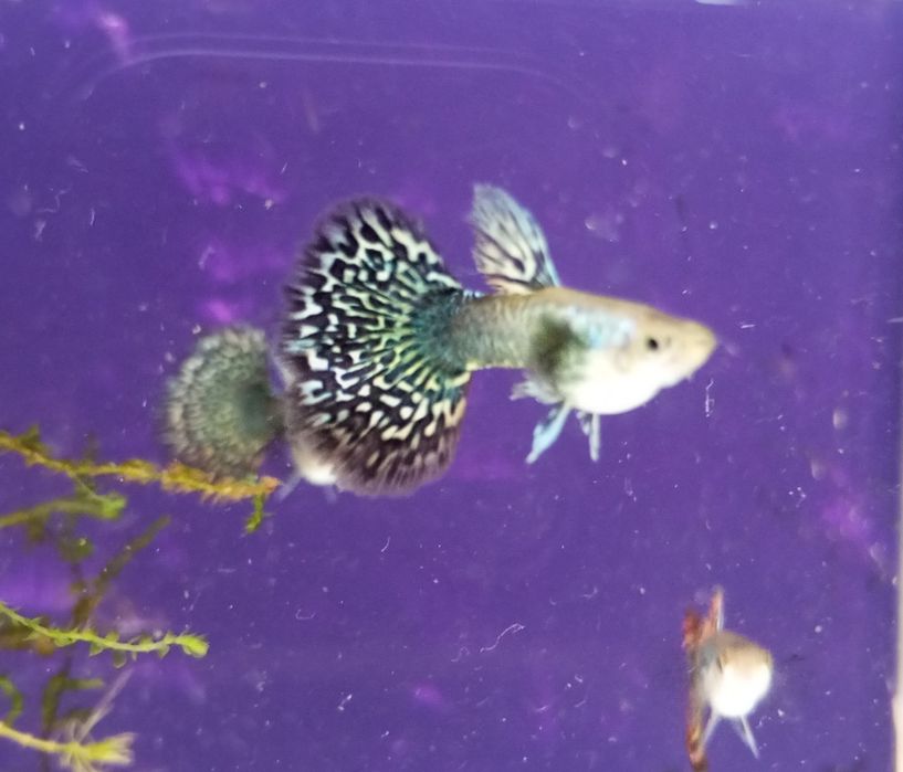 Guppy linhagens Ss Dragon