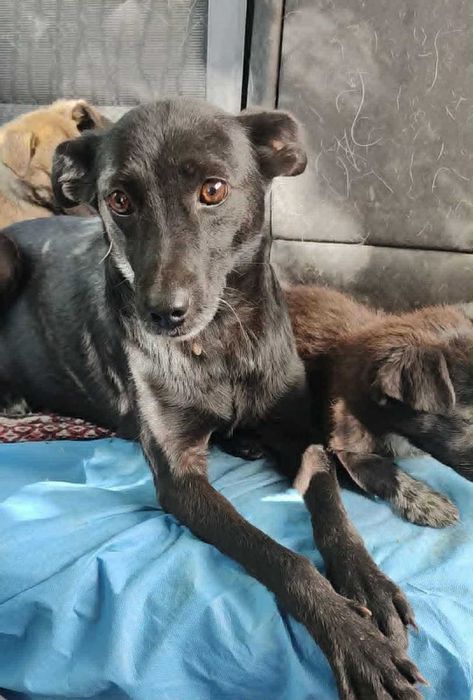 Przekochana sunia wyrzucona w polu ze szczeniakami