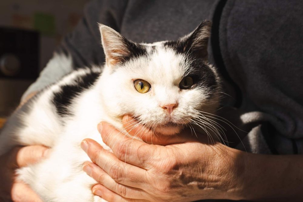 Kot Koziołek do adopcji