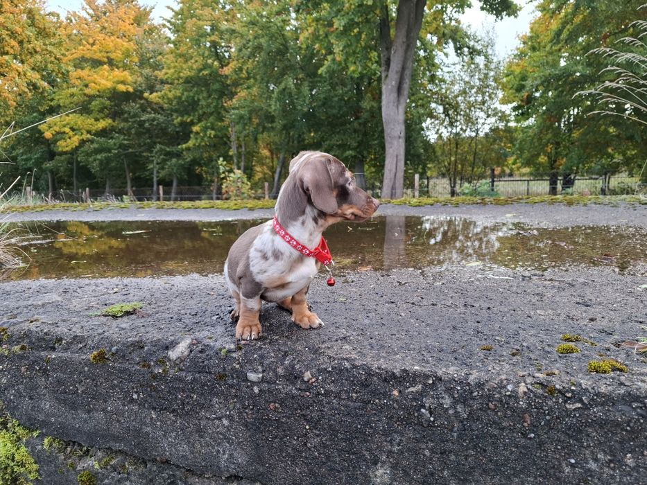jamnik miniaturowy suczka