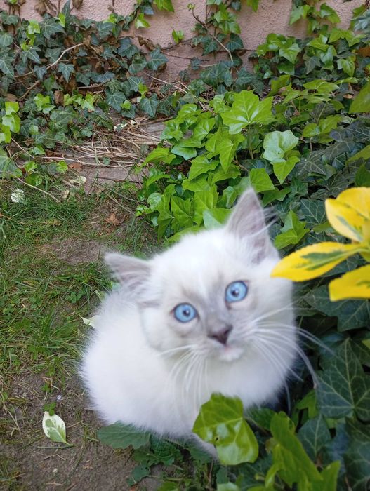 Kocurek Ragdoll z rodowodem