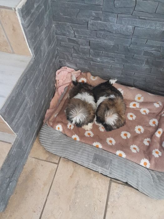 Śliczny piesek Shih Tzu