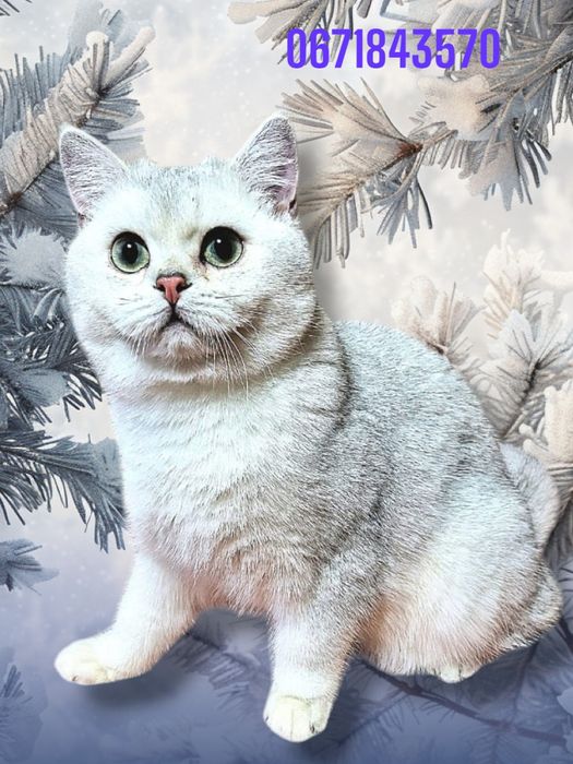 Срібляста шиншила