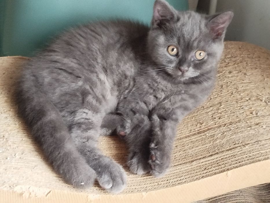 Kotka brytyjska niebieska