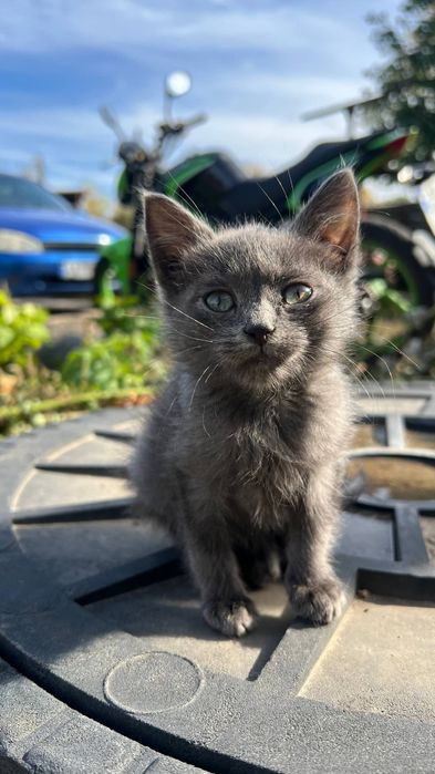 Отдам_ котята_ кошки_ серенькая
