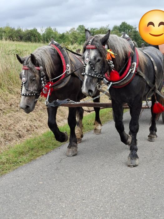 2 siwe wałachy, gniady wałach,ogier sztumski
