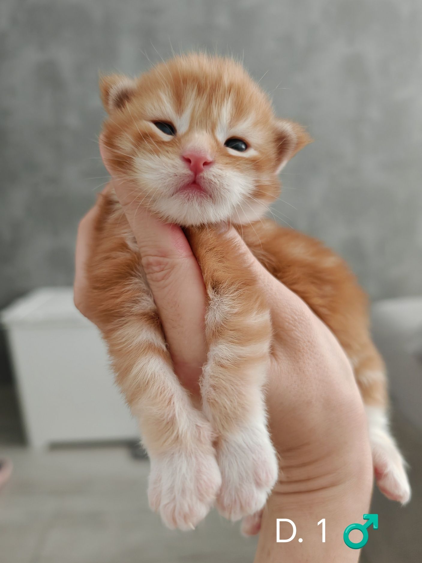 Rudy klasyczne pręgowany z bielą kocurek Maine Coon