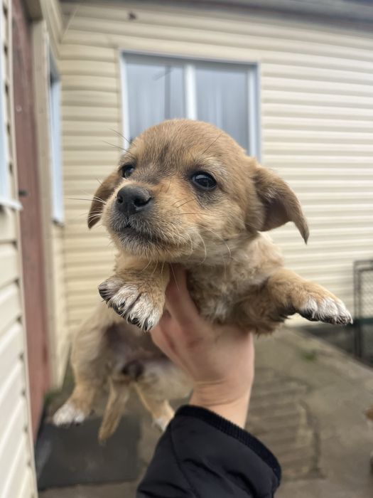 Цуценята , хлопчик і дівчинка , віддам в хороші руки!!