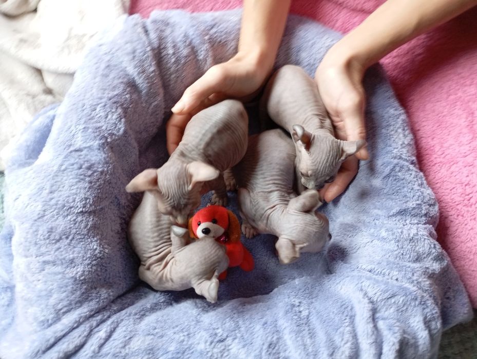 Ельфики Двельфики малиші готові до броні