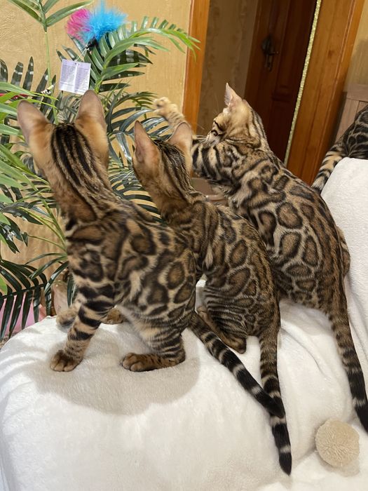 Бенгальские котята  Бенгальські кошенята