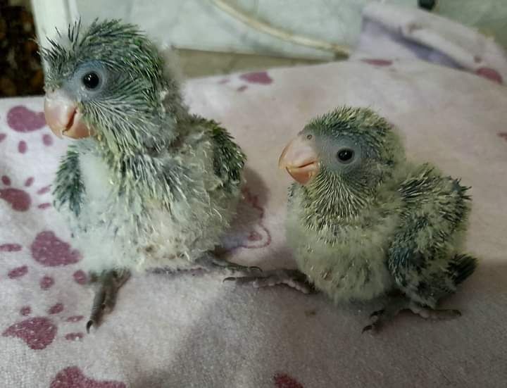 Клітка для птахів.Папуг. Каліта. Монахи.