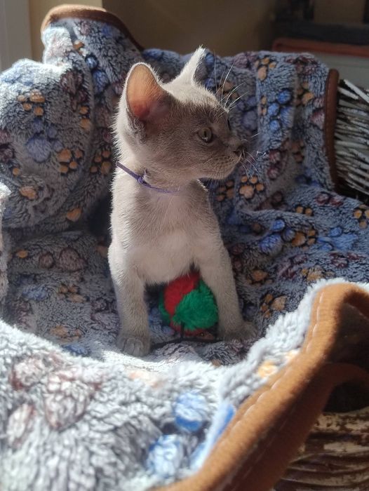 Європейська Бурма, блакитні кошенята