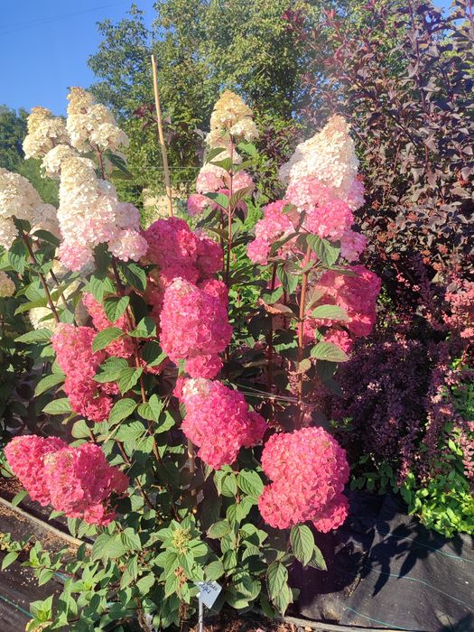 Гортензія волотиста