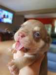 American Bully suczka czekoladowa