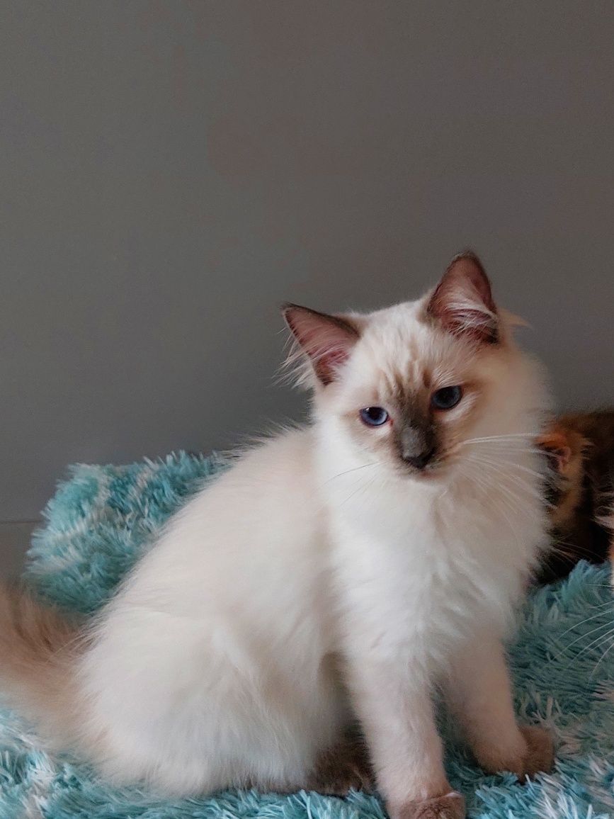 Watson kocurek Ragdoll FPL/FIFE