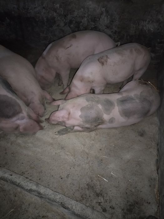 Продам свиней живим весом, 100 гривень кг.