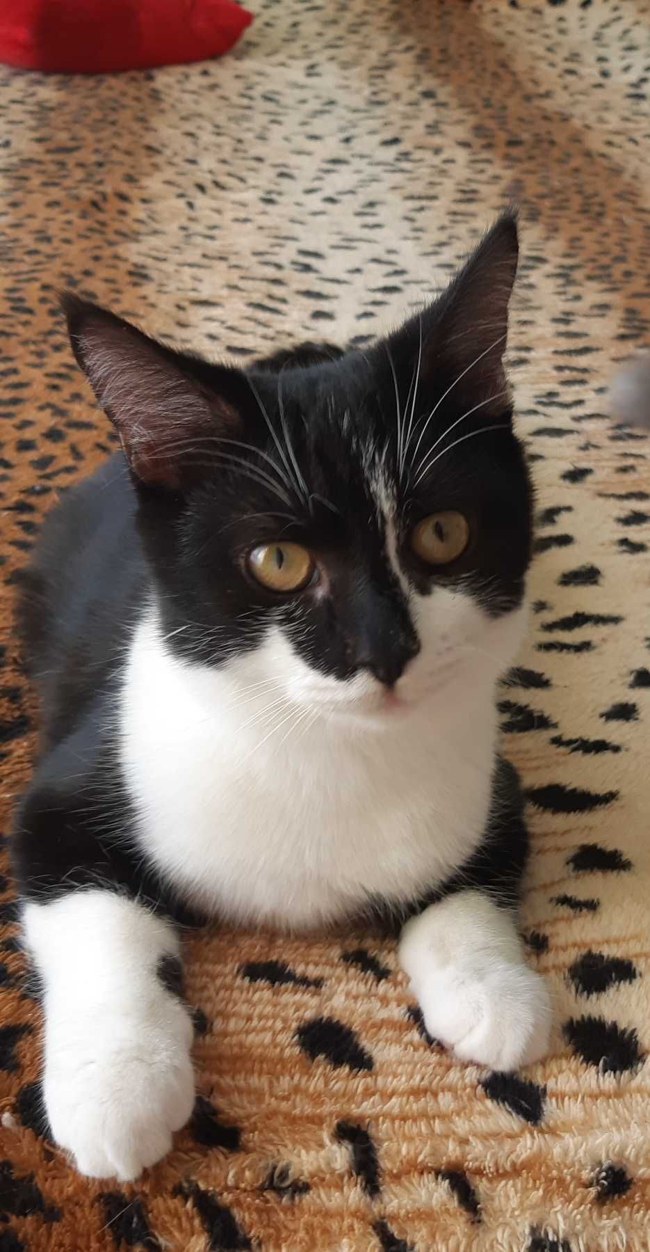 Котенок Челси ищет дом