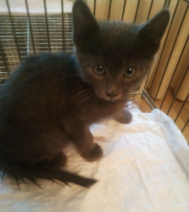 Кошенята 1,5 місяці, в добрі руки.