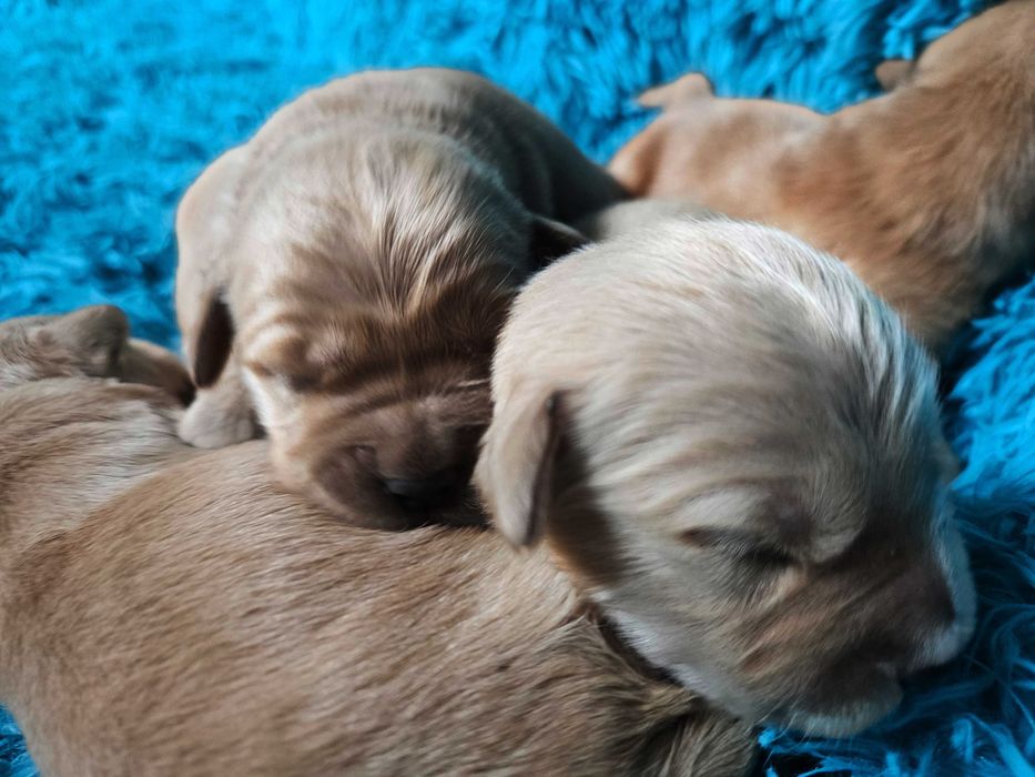 GOLDEN RETRIEVER-po champ., ciemnozłote, amerykańskie linie ZKwP/ FCI