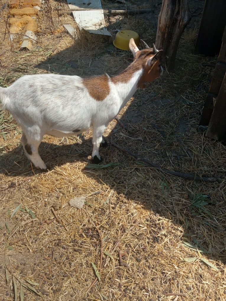 Cabras e bode raça anã para venda ou troca
