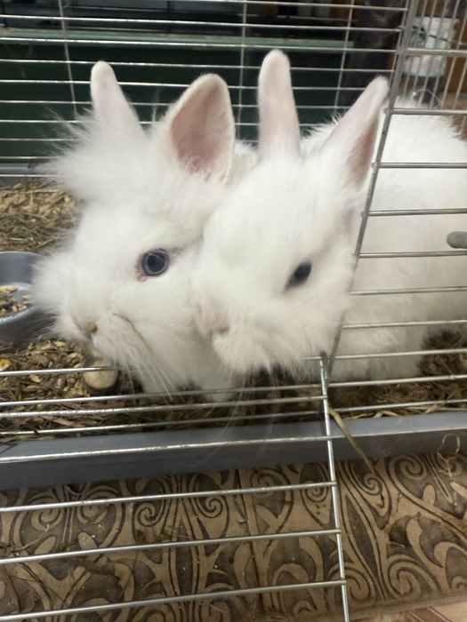 Декоративні карликові кролики, клітки, корм